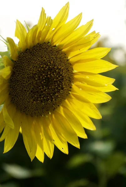 Vertical Shot Sunflower Stock Image