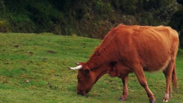 Une Vache Dans Pâturage — Video