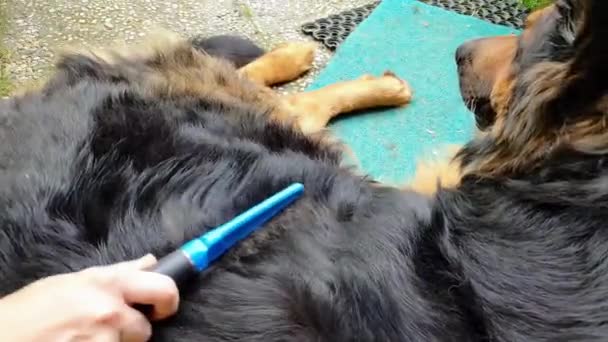 Pessoa Pentear Cabelo Cão Perto — Vídeo de Stock