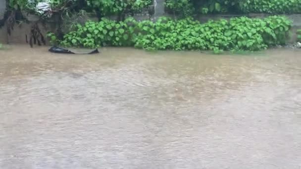 Folhas Verdes Parque — Vídeo de Stock