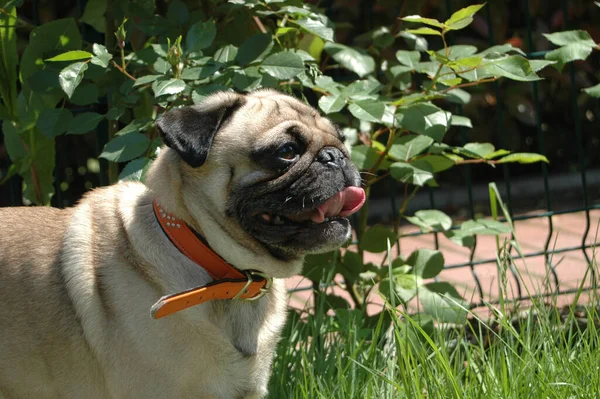 Bahçede Duran Turuncu Boyunlu Sevimli Bir Köpek Portresi — Stok fotoğraf