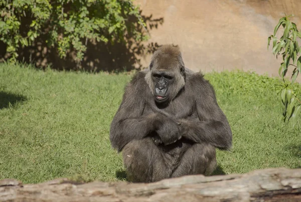 法兰克福 2017年11月18日 西班牙Fuengirola的Bioparc动物园一只黑色大猩猩的特写镜头 — 图库照片
