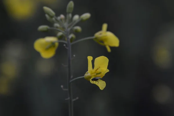 Yellow Canola Macro Fly One Flowers — Stock Photo, Image