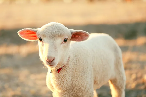 Een Close Shot Van Een Schattige Witte Lam Een Veld — Stockfoto