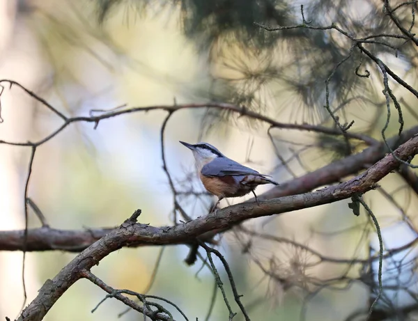 Una Messa Fuoco Selettiva Una Piccola Nuthatch Comune Appollaiata Ramo — Foto Stock