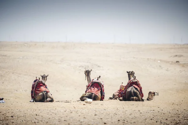 Kleurrijk Gezadelde Kamelen Wachten Toeristische Ruiters Het Woestijnzand — Stockfoto