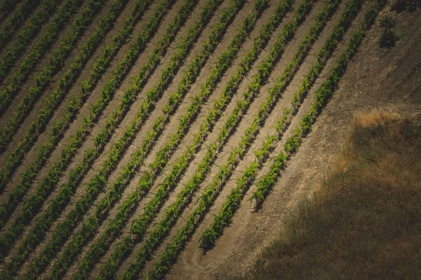 Uma Bela Vista Campo Agrícola Cultivado — Fotografia de Stock