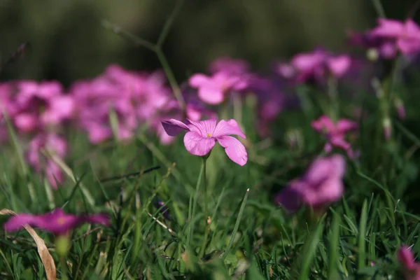 Eine Nahaufnahme Rosa Versprechender Blumen Einem Sonnigen Tag Mit Unscharfem — Stockfoto