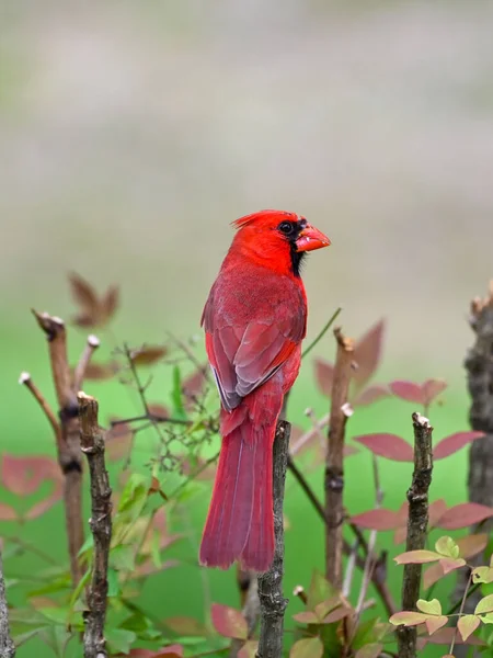Ένα Κοντινό Πλάνο Ενός Λαμπρού Κόκκινου Βόρειου Καρδινάλιου Σκαρφαλωμένου Ένα — Φωτογραφία Αρχείου