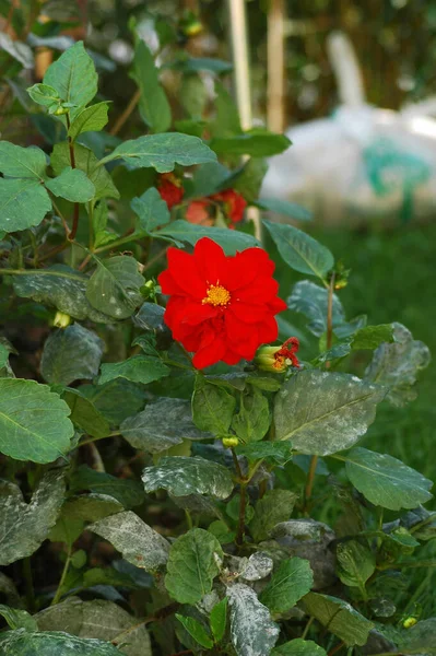 Close Uma Flor Ópera Vermelha Dahlia Crescendo Jardim — Fotografia de Stock