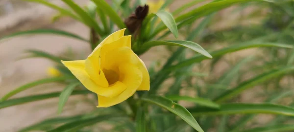 Μια Επιλεκτική Παραπλάνηση Των Cascabels Thevetia Λουλούδι Στον Κήπο — Φωτογραφία Αρχείου