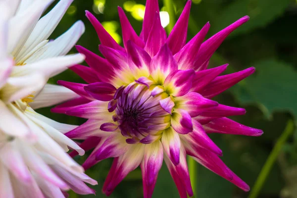 庭の紫色のダリアのクローズアップショット — ストック写真
