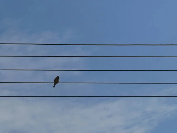 钢丝上的鸟 如蓝天背景的乐谱上的音符 — 图库照片