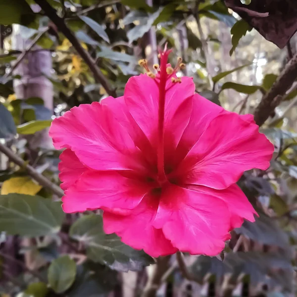 2021年8月1日 花园里一朵粉红色的芙蓉花 — 图库照片