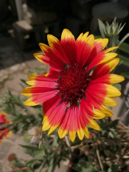 Pionowe Ujęcie Kwitnącego Czerwonego Żółtego Koca Kwiat — Zdjęcie stockowe