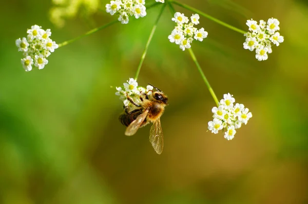 Pszczoła Miodowa Kwiecie Zatrutego Cykuty Makro Silnym Bokeh — Zdjęcie stockowe