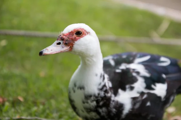 Egy Közeli Kép Egy Aranyos Pézsmakacsa Kertben Egy Napsütéses Napon — Stock Fotó