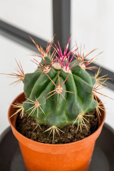 Plan Vertical Cactus Sur Pot Fleurs — Photo