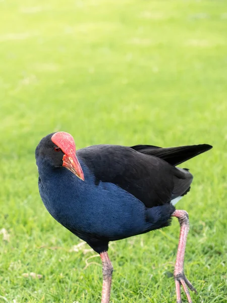 Pohled Pukeko Západní Fialové Bažiny Porphyrio Porphyrio Pták Zelené Trávě — Stock fotografie