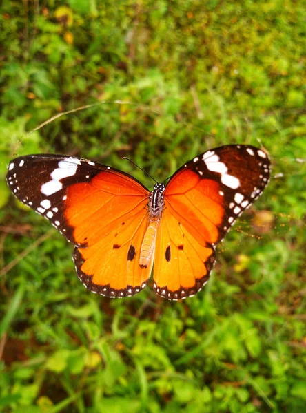 Výběrový Snímek Motýla Prostého Tygra Danaus Chrysippus — Stock fotografie