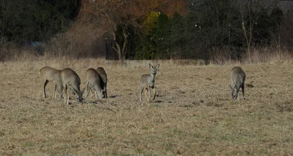 在波兰的田野里 一群鹿在户外 — 图库照片