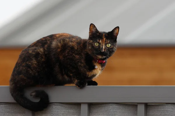 Ένα Επιλεκτικό Πλάνο Εστίασης Μιας Μαύρης Γάτας Πράσινα Μάτια Εξωτερικούς — Φωτογραφία Αρχείου