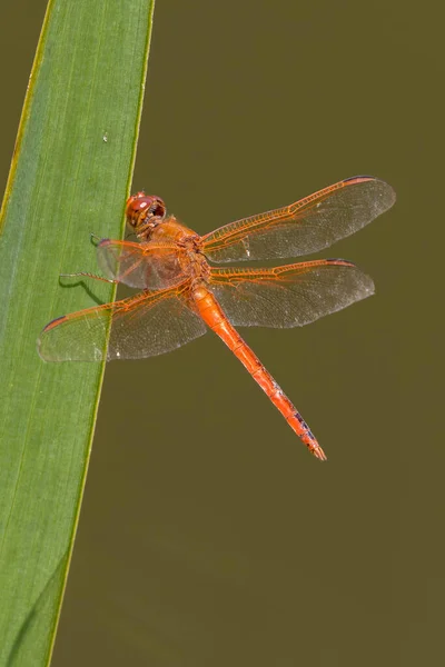 Plan Vertical Insecte Sur Fond Flou — Photo