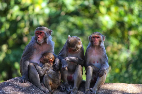 Primer Plano Una Familia Monos Sentados Piedra Una Madre Mono — Foto de Stock