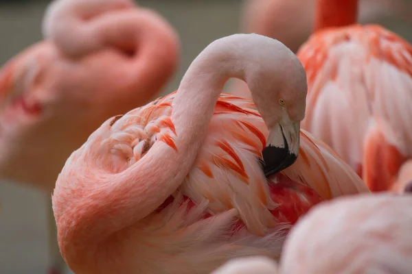 American Flamingo Phoenicopterus Ruber Arranging Feathers Front Other Flamingos Blurry — Stock Photo, Image
