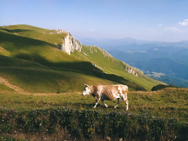 Slunečný Den Dobytek Louce Hornaté Oblasti — Stock fotografie