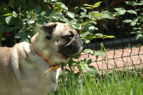 Bahçede Duran Turuncu Boyunlu Sevimli Bir Köpek Portresi — Stok fotoğraf