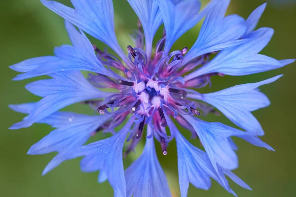 Eine Nahaufnahme Einer Blauen Kornblume Auf Verschwommenem Hintergrund — Stockfoto