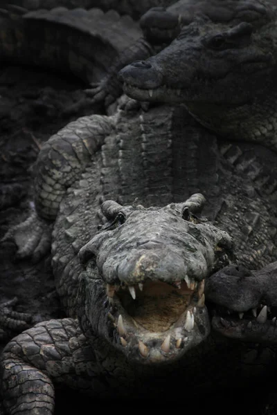 Dangereux Aligator Bouche Ouverte Parmi Autres Crocodiles — Photo