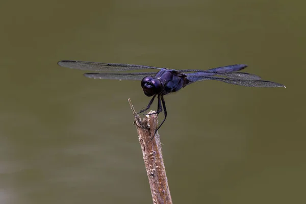 Primer Plano Insecto Sobre Fondo Borroso — Foto de Stock