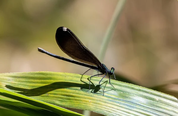 Closeup Shot Insect Blurred Background — Stock Photo, Image