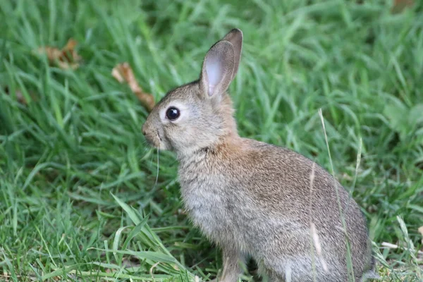 나가서 귀여운 토끼를 클로즈업하는 — 스톡 사진