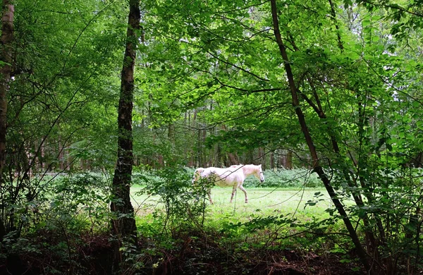 Caballo Blanco Caminando Sobre Campo Mirando Derecha —  Fotos de Stock