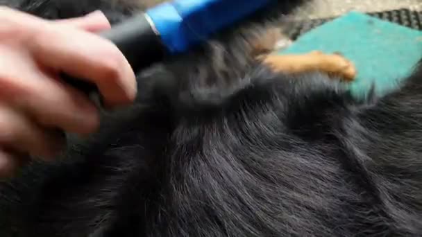 Köpek Kılı Tarayan Kişi Yakından — Stok video