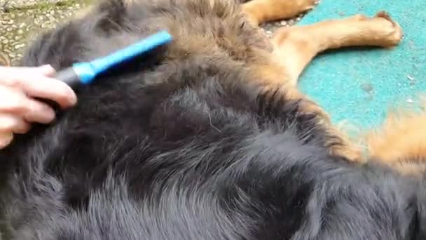 Person Kämmt Hundehaare Aus Nächster Nähe — Stockvideo