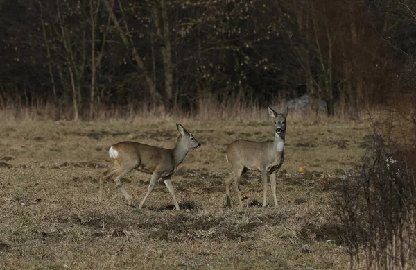 Een Kudde Herten Buiten Een Veld Polen Bij Daglicht — Stockfoto