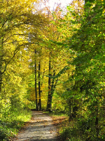 Krásná Stezka Pokrytá Spadanými Listy Obklopená Zlatými Vysokými Stromy Lese — Stock fotografie