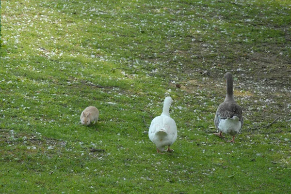 Adorabile Coniglio Pascolo Nel Campo Verde Con Due Oche — Foto Stock