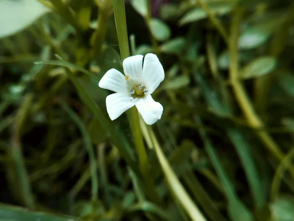 Индия Августа 2021 Года Маленький Белый Дикий Цветок Посреди Травы — стоковое фото