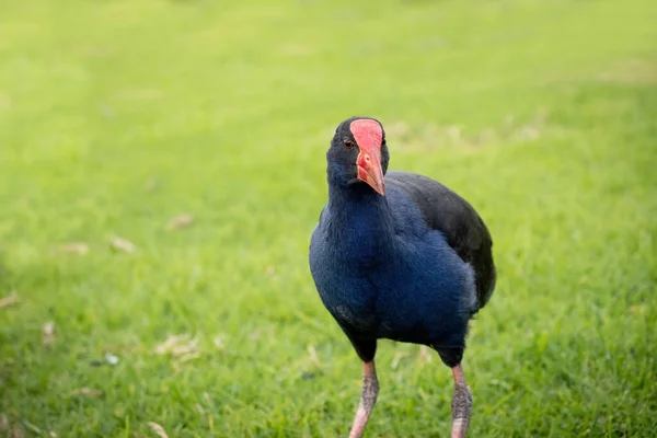 Pohled Pukeko Západní Fialové Bažiny Porphyrio Porphyrio Pták Zelené Trávě — Stock fotografie