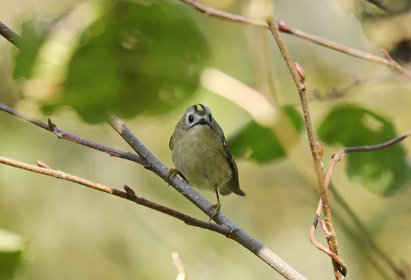 Enfoque Selectivo Rey Cabeza Amarilla Posado Una Rama Árbol — Foto de Stock