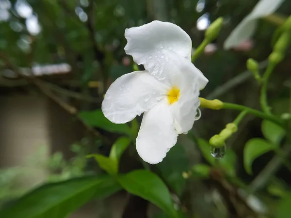 Indie Sierpnia 2021 Piękny Kwiat Kwitnącego Jaja Drzewie — Zdjęcie stockowe