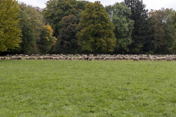 Parco Animali Gite Famiglia Con Bambini — Foto Stock