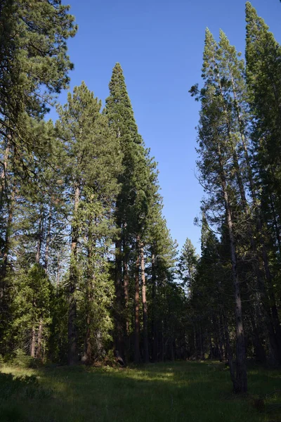 Tiro Vertical Árvores Verdes Uma Floresta Ensolarada — Fotografia de Stock