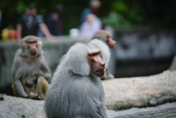 보이는 마카크 원숭이와 원숭이들의 — 스톡 사진