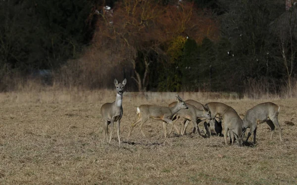 在波兰的田野里 一群鹿在户外 — 图库照片